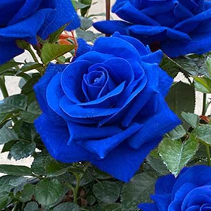 🤗🌹Rare Twin Red White Rose Seeds  – Stunning Garden Blooms, Easy to Grow🌱👩🏻‍🌾