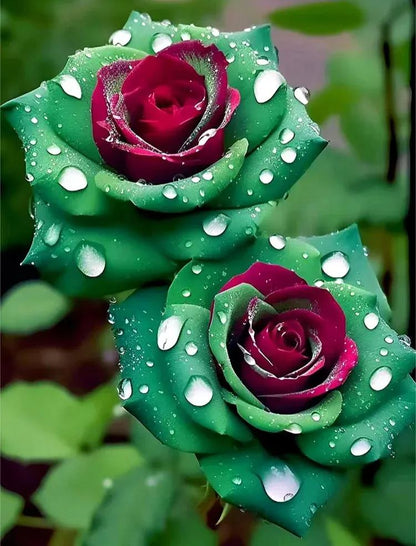 🤗🌹Rare Twin Red White Rose Seeds  – Stunning Garden Blooms, Easy to Grow🌱👩🏻‍🌾