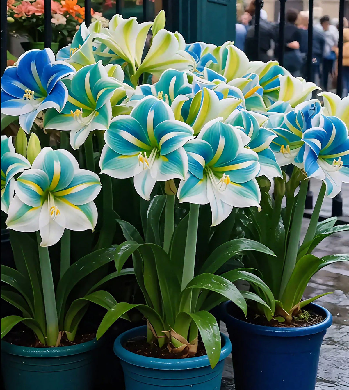 🔥 Limited-Time Offer 🌺 Rare Double-Petaled Perfume Amaryllis – Giant Fragrant Blooms All Winter Long ❄️