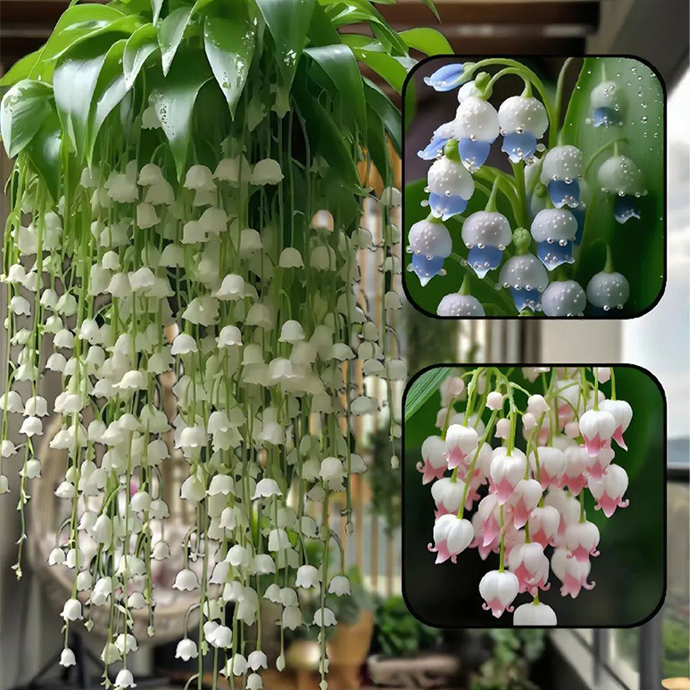 🌿 Hanging Lily of the Valley🌸 Elegance That Lasts Year After Year