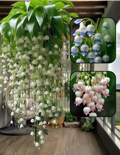 🌿 Hanging Lily of the Valley🌸 Elegance That Lasts Year After Year