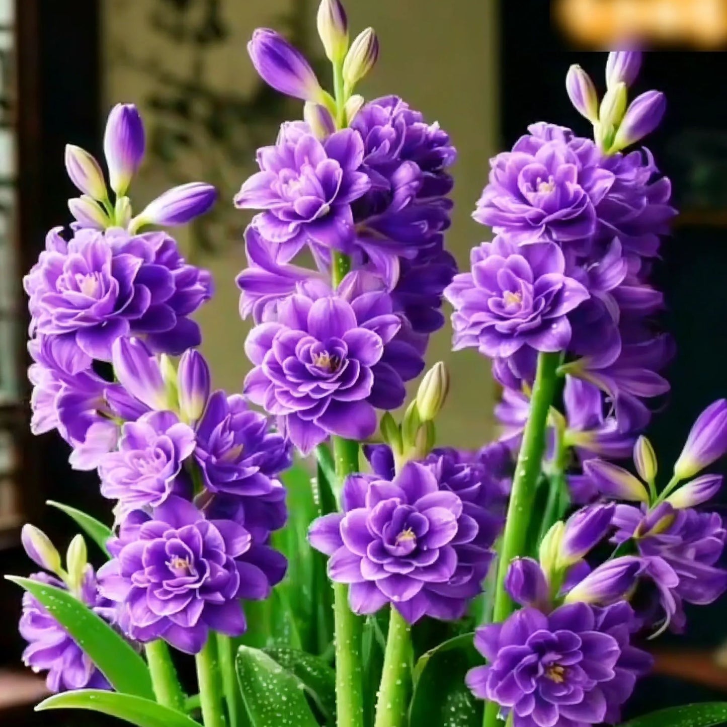 💖 Double Fragrant Tuberose 🌸🌙 A Garden Favorite for Romantic Evenings