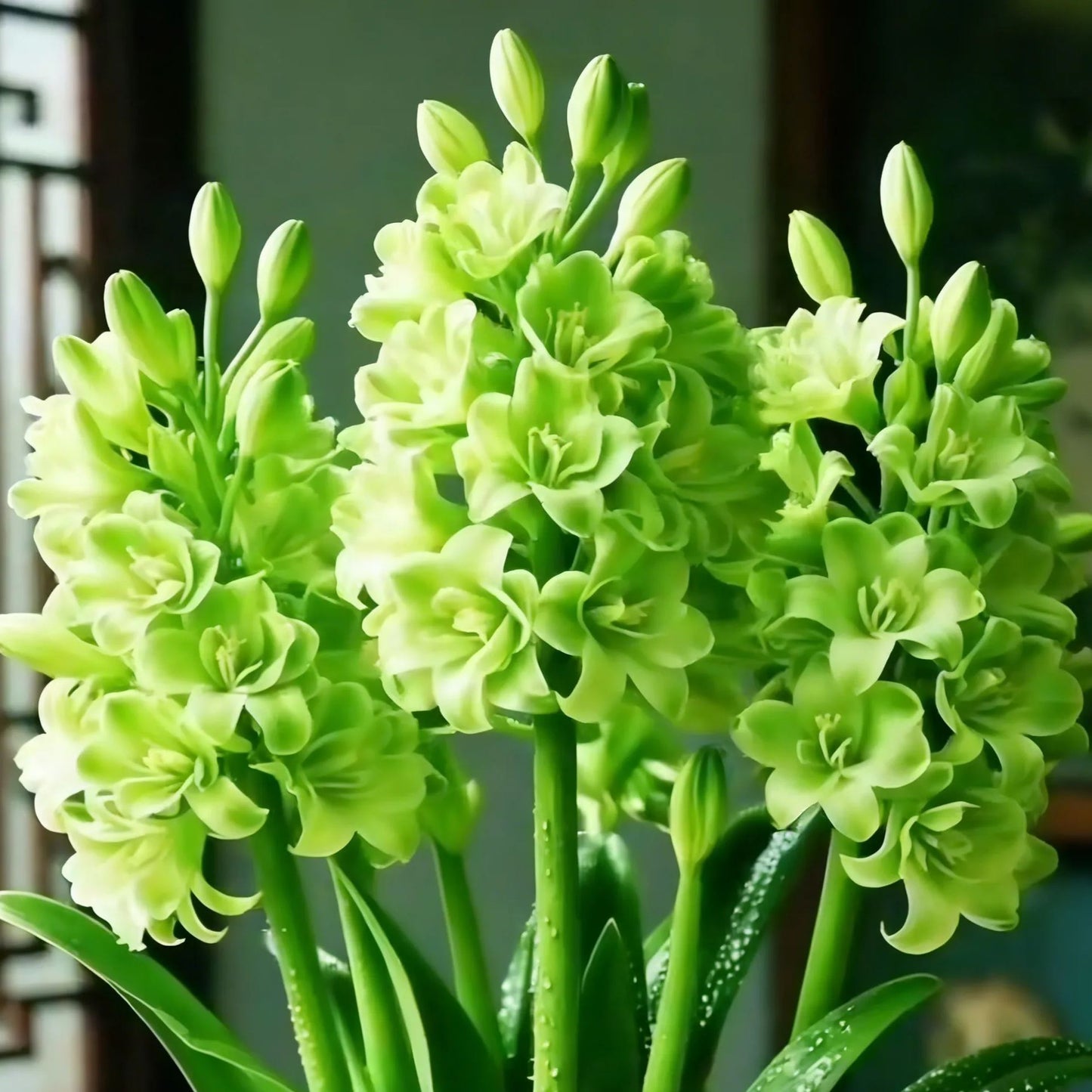 💖 Double Fragrant Tuberose 🌸🌙 A Garden Favorite for Romantic Evenings