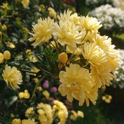 🏠💛 Yellow Banksia Rose 🌿 Create Stunning Flower Walls — Easy to Grow Anywhere 🌼