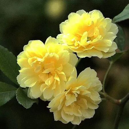 🏠💛 Yellow Banksia Rose 🌿 Create Stunning Flower Walls — Easy to Grow Anywhere 🌼
