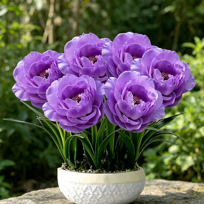💜 Purple Moon Orchid 🌿 Beautiful Blooms & Natural Pest-Repelling Power