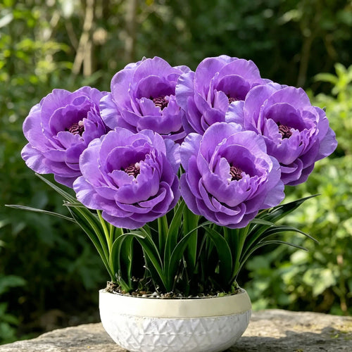 💜 Purple Moon Orchid 🌿 Beautiful Blooms & Natural Pest-Repelling Power