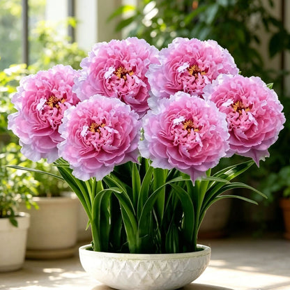 💜 Purple Moon Orchid 🌿 Beautiful Blooms & Natural Pest-Repelling Power
