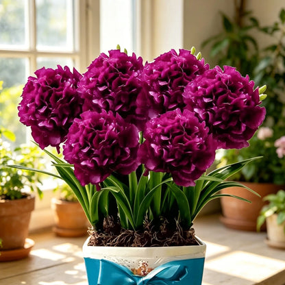 💜 Purple Moon Orchid 🌿 Beautiful Blooms & Natural Pest-Repelling Power