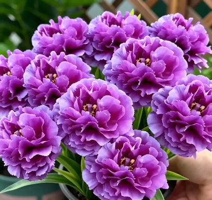 💜 Purple Moon Orchid 🌿 Beautiful Blooms & Natural Pest-Repelling Power