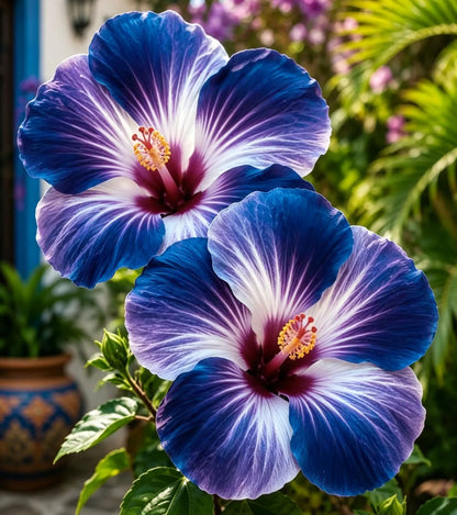 🌺 Rare Hibiscus Bulbs – Brighten Your Home with Vibrant Tropical Flowers