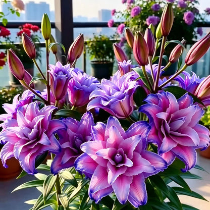 Black Magic Lily🌺Perfume Lily Bulbs✨Fast Blooming&Perfect for Beginners