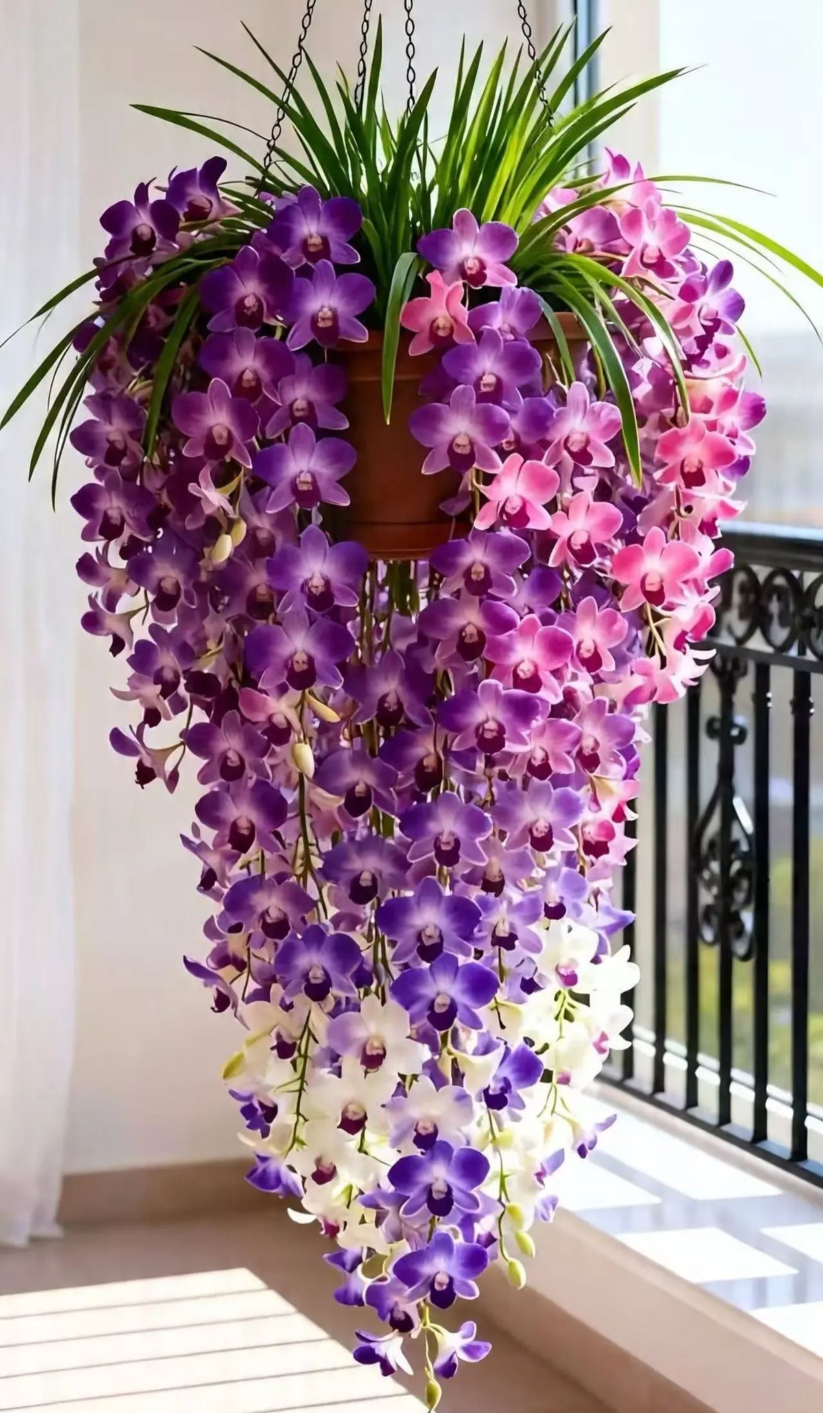 Dendrobium orchid bulbs