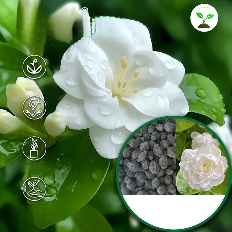 🌸 Delicate White Jasmine That Fills Your Garden With Fragrance 🌿