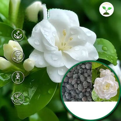 🌸 Delicate White Jasmine That Fills Your Garden With Fragrance 🌿