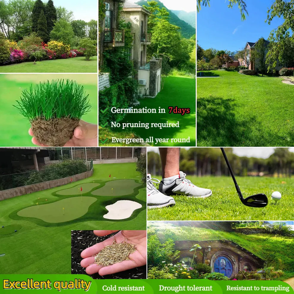 🔥Last Day Promotion 49% OFF🔥🌱2026 Evergreen Dwarf Grass Seed for Four Seasons