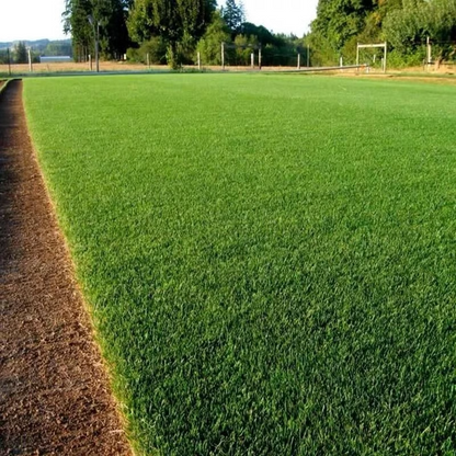 🌱 2026 New Formula Grass Seed 🎄Stay Green in Every Season