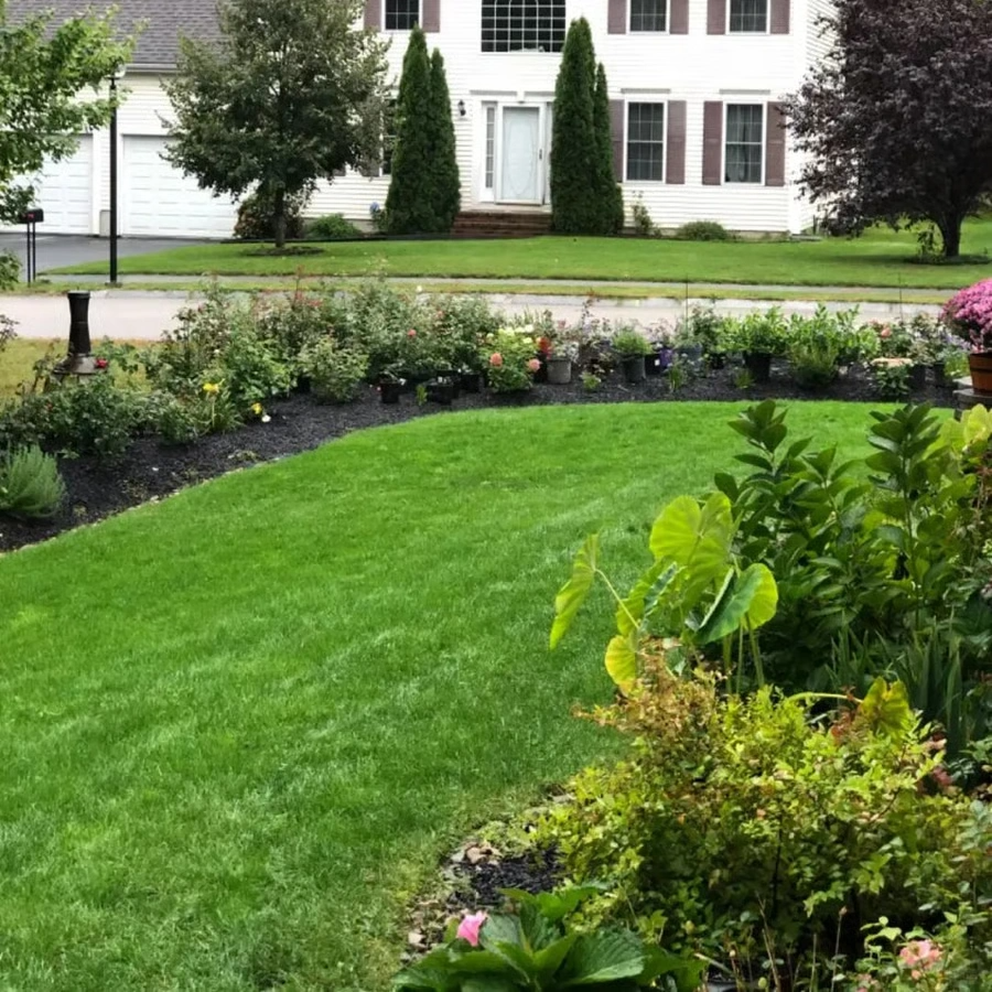 🌱 2026 New Formula Grass Seed 🎄Stay Green in Every Season
