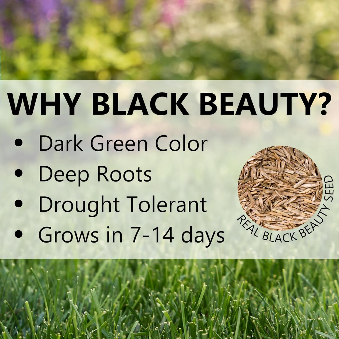 🌱 2026 New Formula Grass Seed 🎄Stay Green in Every Season