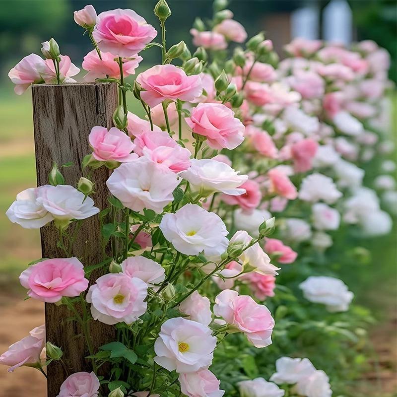 Eustoma / Lisianthus Grandiflorum Seeds - Thornless Rose-60% OFF