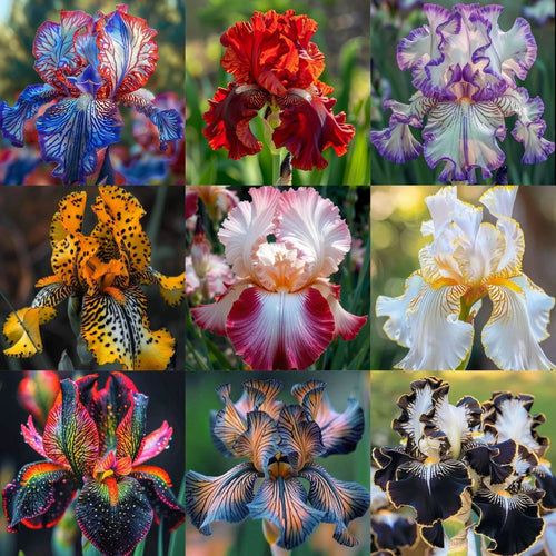 Rare Iris Bulbs 🌈🌑Cultivate a Rainbow in Your Garden✨