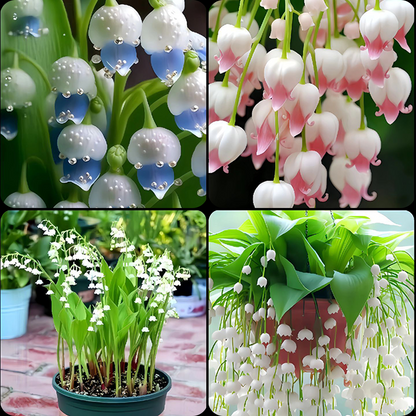 🌿 Hanging Lily of the Valley🌸 Elegance That Lasts Year After Year