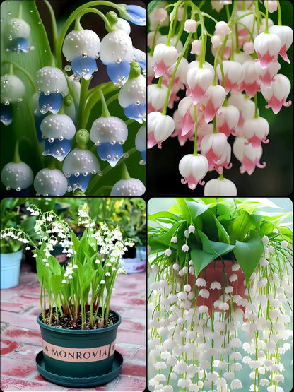 🌿 Hanging Lily of the Valley🌸 Elegance That Lasts Year After Year