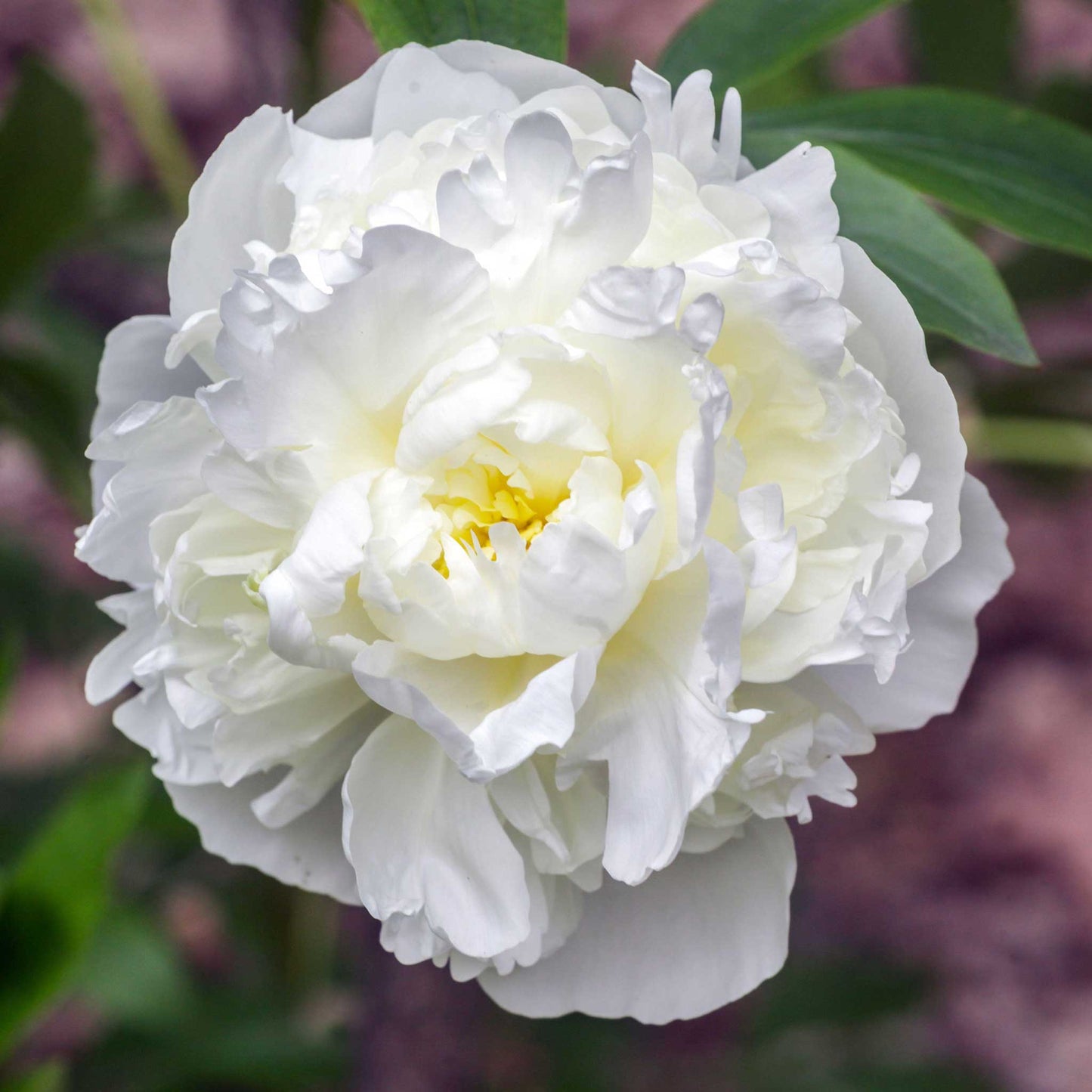 🌸 Peony Bulbs – Elegance in Every Bloom 🌸