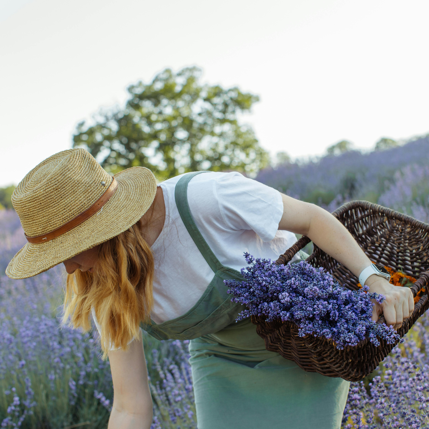 Lavender Seeds - Grow Your Own Lavender Garden(Easy, Hardy & Beginner-Friendly)