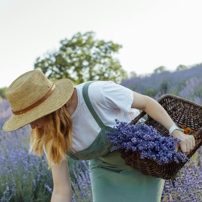 Lavender Seeds - Grow Your Own Lavender Garden(Easy, Hardy & Beginner-Friendly)