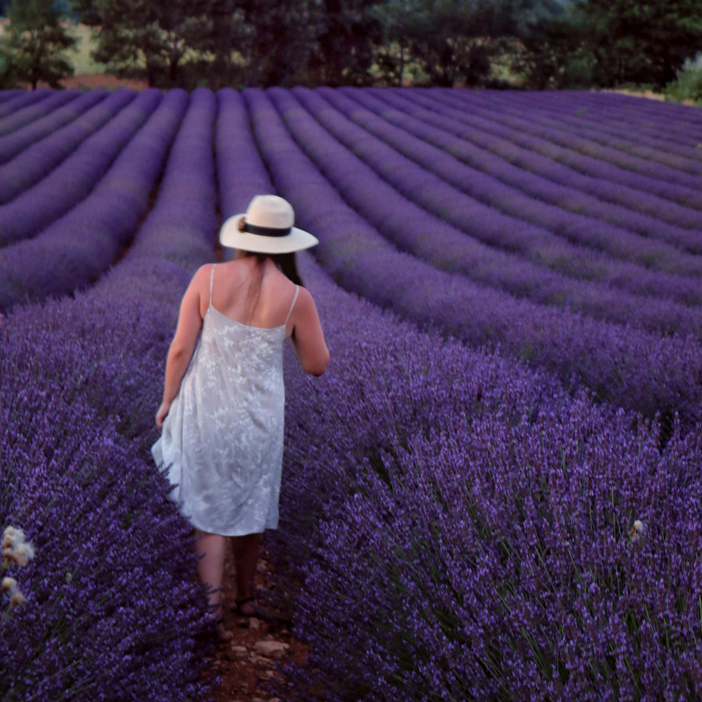 Lavender Seeds - Grow Your Own Lavender Garden(Easy, Hardy & Beginner-Friendly)