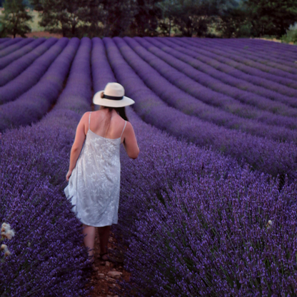Lavender Seeds - Grow Your Own Lavender Garden(Easy, Hardy & Beginner-Friendly)