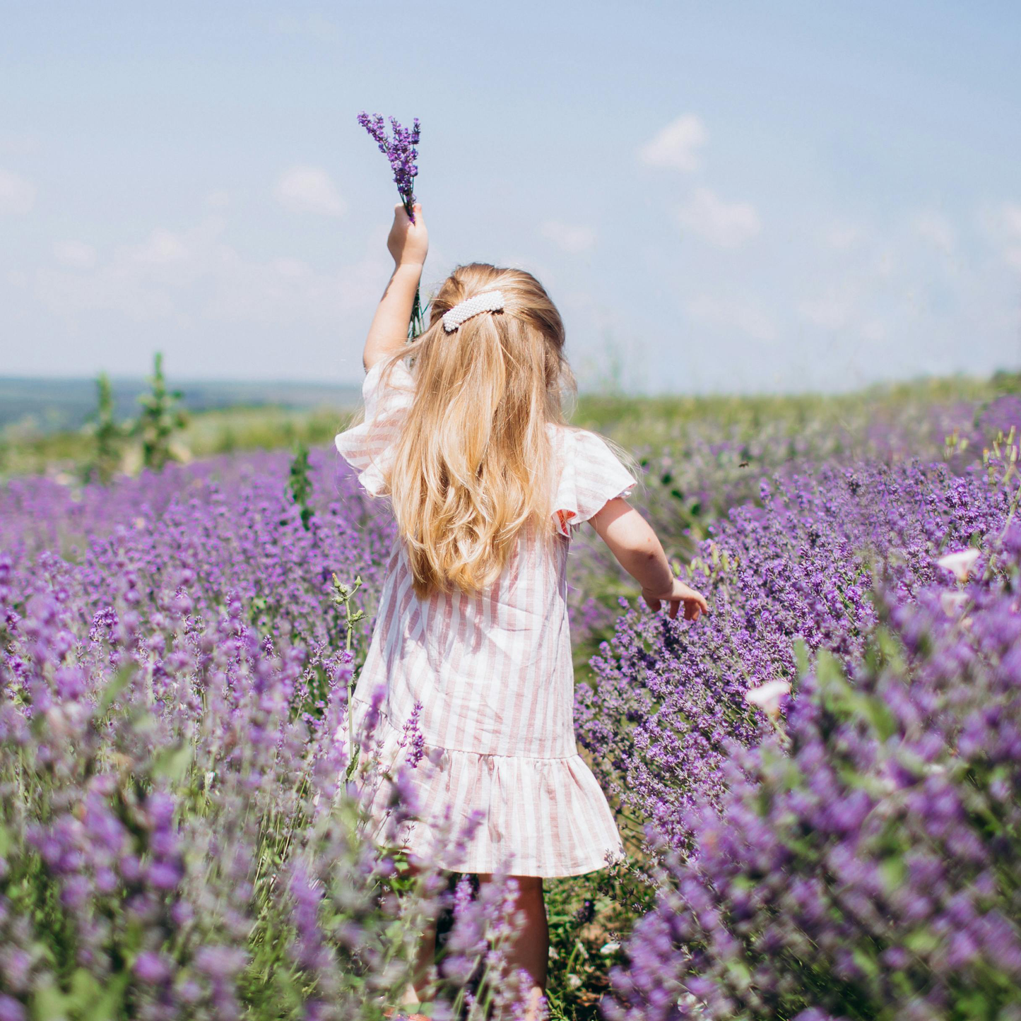 Lavender Seeds - Grow Your Own Lavender Garden(Easy, Hardy & Beginner-Friendly)