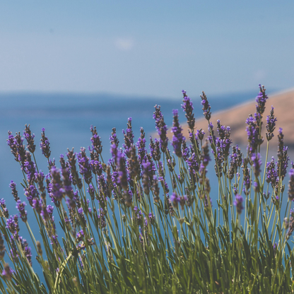 Lavender Seeds - Grow Your Own Lavender Garden(Easy, Hardy & Beginner-Friendly)
