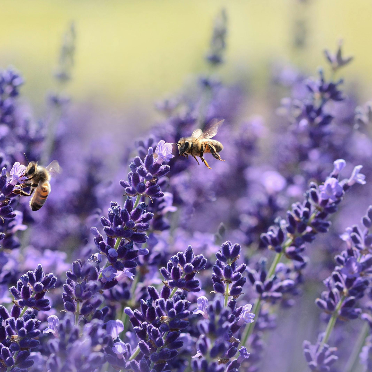 Lavender Seeds - Grow Your Own Lavender Garden(Easy, Hardy & Beginner-Friendly)