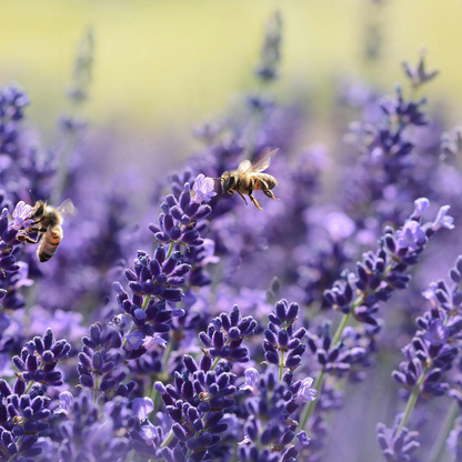 Lavender Seeds - Grow Your Own Lavender Garden(Easy, Hardy & Beginner-Friendly)