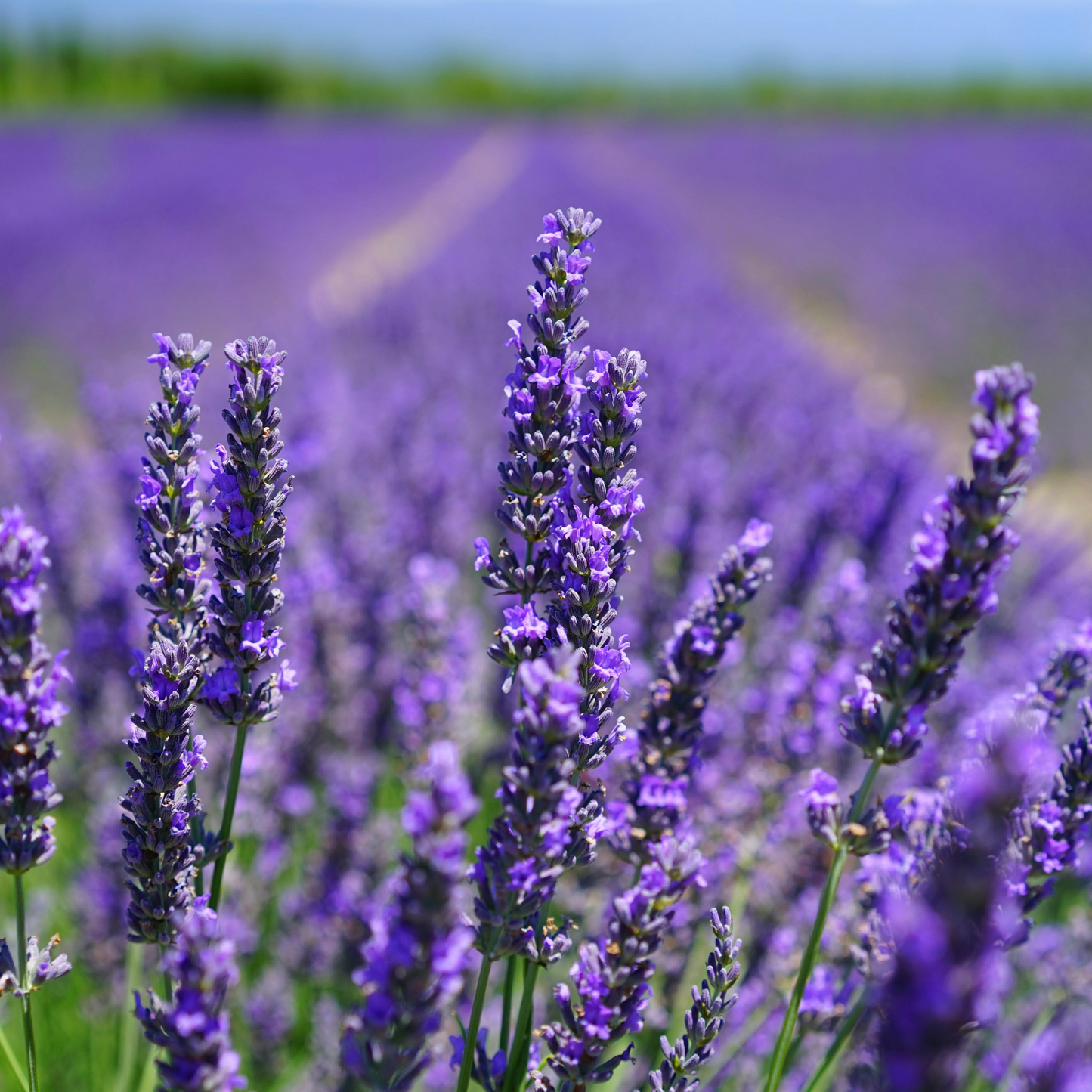 Lavender Seeds - Grow Your Own Lavender Garden(Easy, Hardy & Beginner-Friendly)