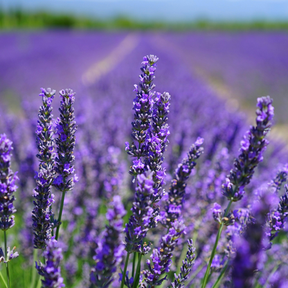 Lavender Seeds - Grow Your Own Lavender Garden(Easy, Hardy & Beginner-Friendly)