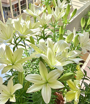 Black Magic Lily🌺Perfume Lily Bulbs✨Fast Blooming&Perfect for Beginners