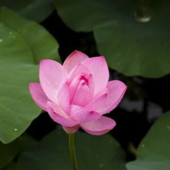 🪷 Grow Your Own Sacred Lotus at Home