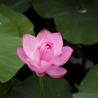 🪷 Grow Your Own Sacred Lotus at Home