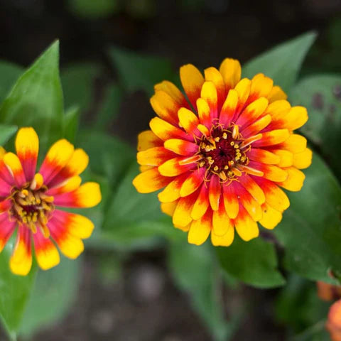 🔥Zinnia Seeds – 🌼Grow a Burst of Color in Your Garden (Fast, Easy & Beginner-Friendly)