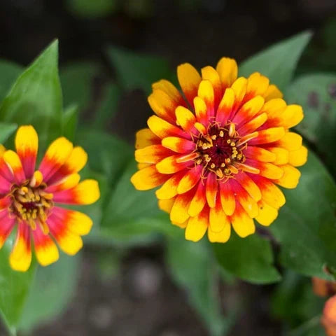 🔥Zinnia Seeds 🌼Grow a Burst of Color in Your Garden (Fast, Easy & Beginner-Friendly)