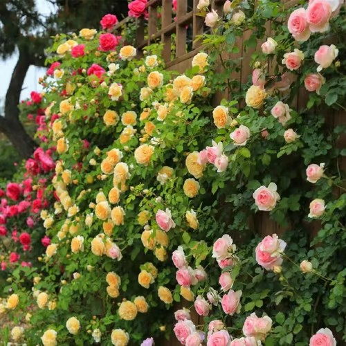 🌹Climbing Vine Rose Seeds – Transform Your Garden Into a Blooming Rose Wall