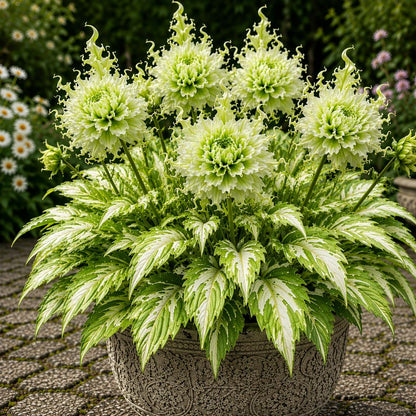🤗🌸 Variegated Dahlia Bulbs 🌿💥 Stunning Multi-Color Blooms, Easy to Grow