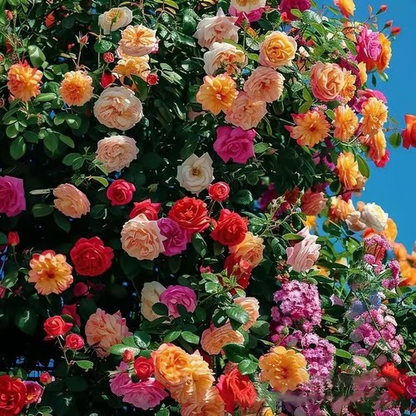 🌹Climbing Vine Rose Seeds – Transform Your Garden Into a Blooming Rose Wall