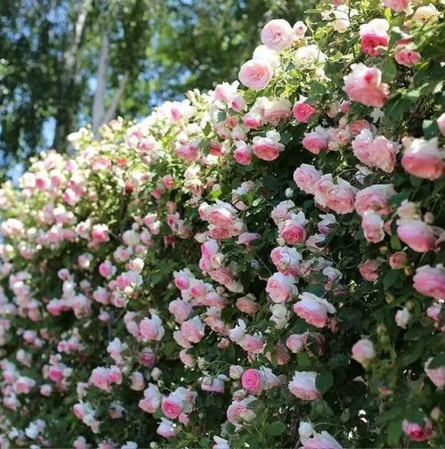 🌹Climbing Vine Rose Seeds – Transform Your Garden Into a Blooming Rose Wall