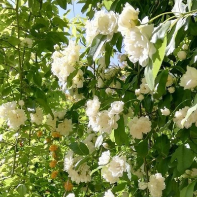 🌸 Delicate White Jasmine That Fills Your Garden With Fragrance 🌿