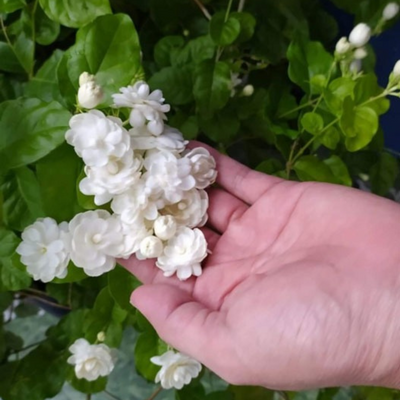 🌸 Delicate White Jasmine That Fills Your Garden With Fragrance 🌿