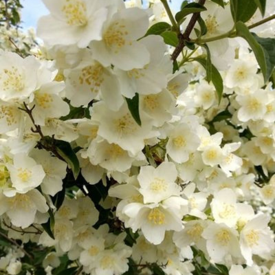 🌸 Delicate White Jasmine That Fills Your Garden With Fragrance 🌿